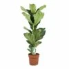 Ficus Lyrata - Pot ⌀21cm - H.90-110cm (hauteur Pot Incluse) -Grasses Fleurs Soldes Boutique 628bcf28143460.13674956