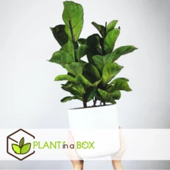 Ficus Lyrata - Pot ⌀21cm - H.90-110cm (hauteur Pot Incluse) -Grasses Fleurs Soldes Boutique 628bcf282ed869.06342210