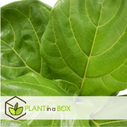 Ficus Lyrata - Pot ⌀21cm - H.90-110cm (hauteur Pot Incluse) -Grasses Fleurs Soldes Boutique 628bcf284a0206.87213176