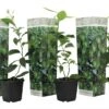 Set De 3 Citrus Lime - Pot ⌀9cm - H.25-40cm (hauteur Pot Incluse) -Grasses Fleurs Soldes Boutique 628c216d8cb283.55661086