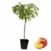 Arbre Fuitier - Pêcher - Pot ⌀15cm - H.60-70cm (hauteur Pot Incluse) -Grasses Fleurs Soldes Boutique 628c216df07d10.43218470