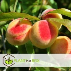 Arbre Fuitier - Pêcher - Pot ⌀15cm - H.60-70cm (hauteur Pot Incluse) -Grasses Fleurs Soldes Boutique 628c216e0017c8.97624303
