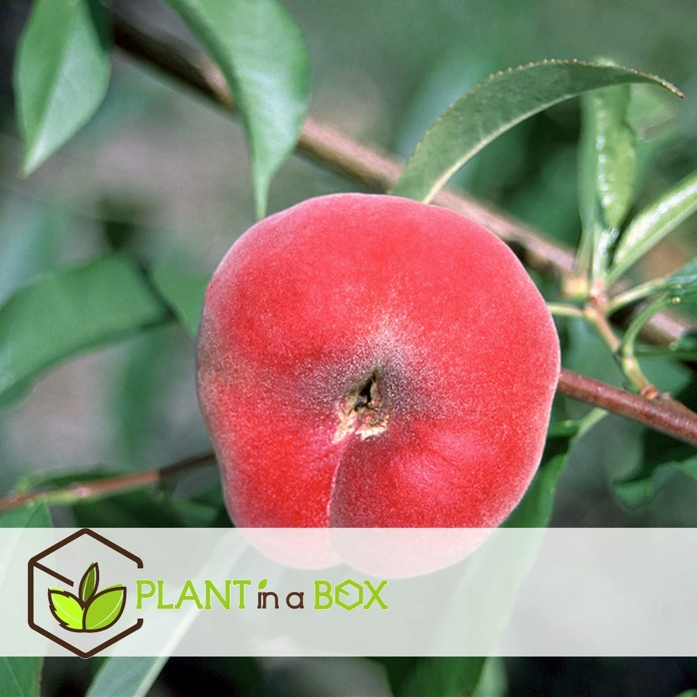 Pêcher De Vigne - Pot ⌀15cm - H.60-70cm (hauteur Pot Incluse) 6 Pêcher De Vigne - Pot ⌀15cm - H.60-70cm (hauteur Pot Incluse) – Image 4