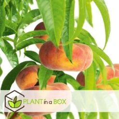 Pêcher De Vigne - Pot ⌀15cm - H.60-70cm (hauteur Pot Incluse) 8 Pêcher De Vigne - Pot ⌀15cm - H.60-70cm (hauteur Pot Incluse) -Grasses Fleurs Soldes Boutique 628c216ed6d8f1.92904052