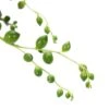 Senecio Rowleyanus, Suspension : D.14cm -Grasses Fleurs Soldes Boutique 629190 002