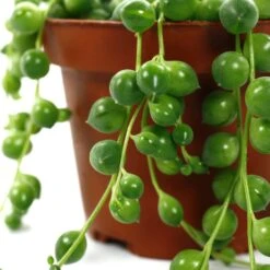 Senecio Rowleyanus, Suspension : D.14cm -Grasses Fleurs Soldes Boutique 629190 003