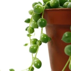 Senecio Rowleyanus, Suspension : D.14cm -Grasses Fleurs Soldes Boutique 629190 004