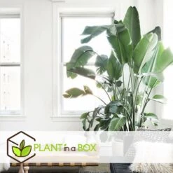 Strelitzia Nicolai Dans Panier- Pot ⌀17cm - H.55-70cm (hauteur Pot Incluse) -Grasses Fleurs Soldes Boutique 631a34c70b7492.89645456