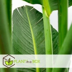 Strelitzia Nicolai Dans Panier- Pot ⌀17cm - H.55-70cm (hauteur Pot Incluse) -Grasses Fleurs Soldes Boutique 631a34c7200d52.58225433