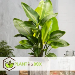 Strelitzia Nicolai Dans Panier- Pot ⌀17cm - H.55-70cm (hauteur Pot Incluse) -Grasses Fleurs Soldes Boutique 631a34c7297023.78519061