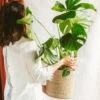 Plante D'intérieur - Monstera Deliciosa Xl 75cm -Grasses Fleurs Soldes Boutique 6377dd5110fab7.91262685