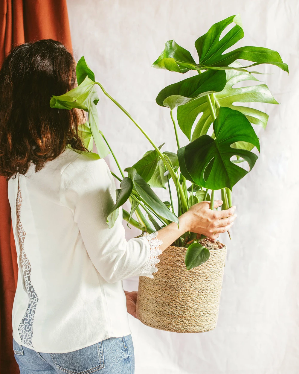 Plante D'intérieur - Monstera Deliciosa Xl 75cm 3 Plante D'intérieur - Monstera Deliciosa Xl 75cm