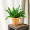 Plante D'intérieur - Fougère De Boston 30cm -Grasses Fleurs Soldes Boutique 6377dd92a66382.48314922