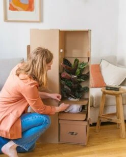 Plante D'intérieur - Zamioculcas Zamiifolia L 65cm -Grasses Fleurs Soldes Boutique 6377ddad5e3bc9.45712714