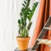 Plante D'intérieur - Zamioculcas Zamiifolia L 65cm 2 Plante D'intérieur - Zamioculcas Zamiifolia L 65cm -Grasses Fleurs Soldes Boutique 6377ddad69aac4.55036290