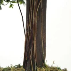 Plante Artificielle - Topiaire Buis 65cm -Grasses Fleurs Soldes Boutique 639b1df2207e94.21213634