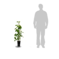 Grasses Fleurs Soldes Boutique -Grasses Fleurs Soldes Boutique 63ed2bc42a1191.68582054