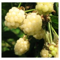 Mûre Fruticosus Polar Berry™/pot De 1,5l - Tuteur Bambou 30/60 Cm