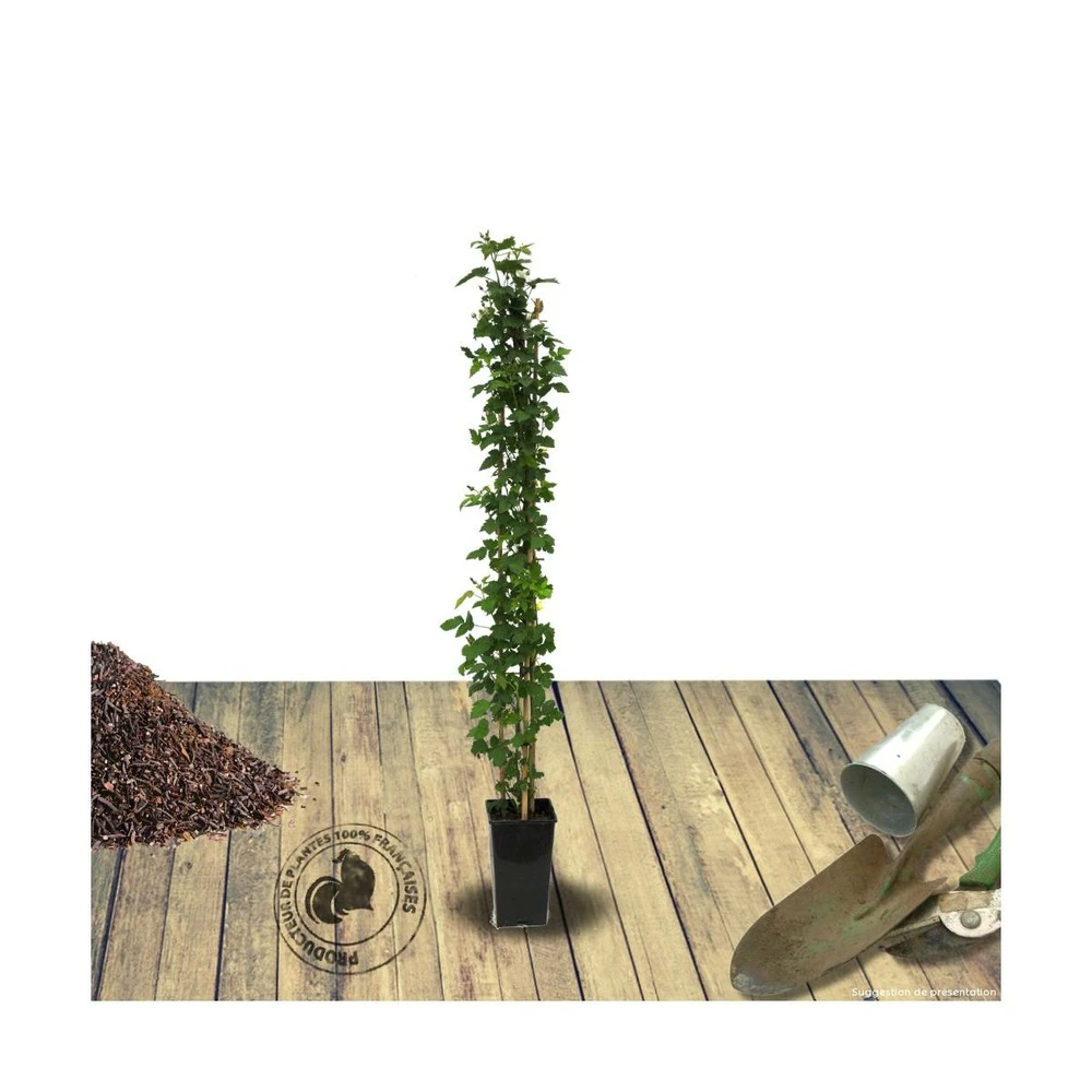 Mûre Fruticosus Little Black Prince®/pot De 3l - 60/80 Cm 4 Mûre Fruticosus Little Black Prince®/pot De 3l - 60/80 Cm – Image 2