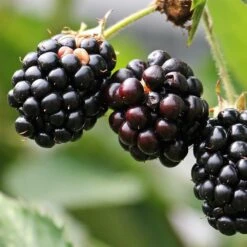 Mûre Fruticosus Little Black Prince®/pot De 3l - 60/80 Cm