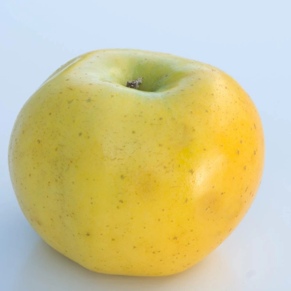 Pommier Pumila Reinette Clochard/pot De 10l - Gobelet 2 Ans 3 Pommier Pumila Reinette Clochard/pot De 10l - Gobelet 2 Ans