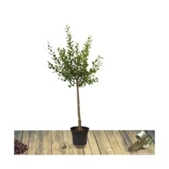 Poirier Communis Bon Chretien William/pot De 10l - Gobelet 2 Ans -Grasses Fleurs Soldes Boutique 63f4d1ebf2d8e3.63250522