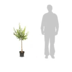 Poirier Communis Beurré Hardy/pot De 10l - Gobelet 2 Ans 11 Poirier Communis Beurré Hardy/pot De 10l - Gobelet 2 Ans -Grasses Fleurs Soldes Boutique 63f4d1fd763c32.78670844