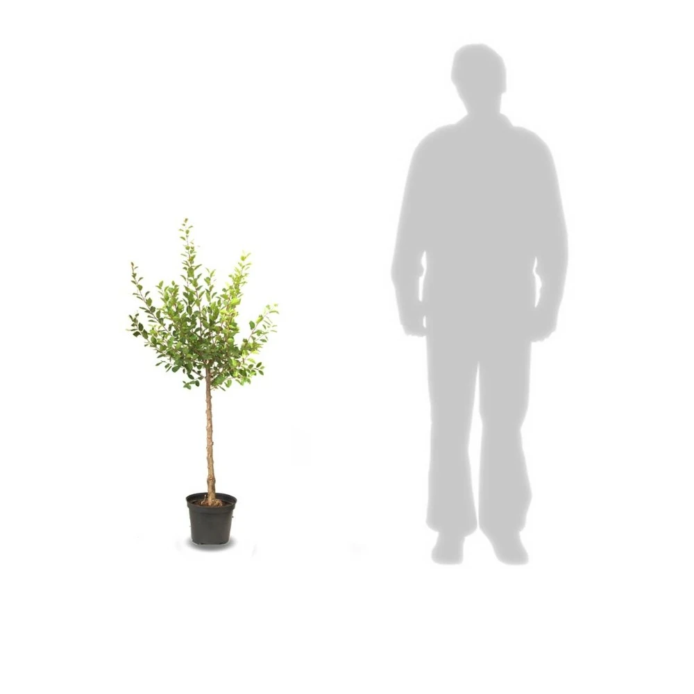 Poirier Communis Beurré Hardy/pot De 10l - Gobelet 2 Ans 7 Poirier Communis Beurré Hardy/pot De 10l - Gobelet 2 Ans – Image 5