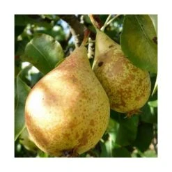 Poirier Communis Beurré Hardy/pot De 10l - Gobelet 2 Ans 9 Poirier Communis Beurré Hardy/pot De 10l - Gobelet 2 Ans -Grasses Fleurs Soldes Boutique 63f4d1fd7d0c69.33293514