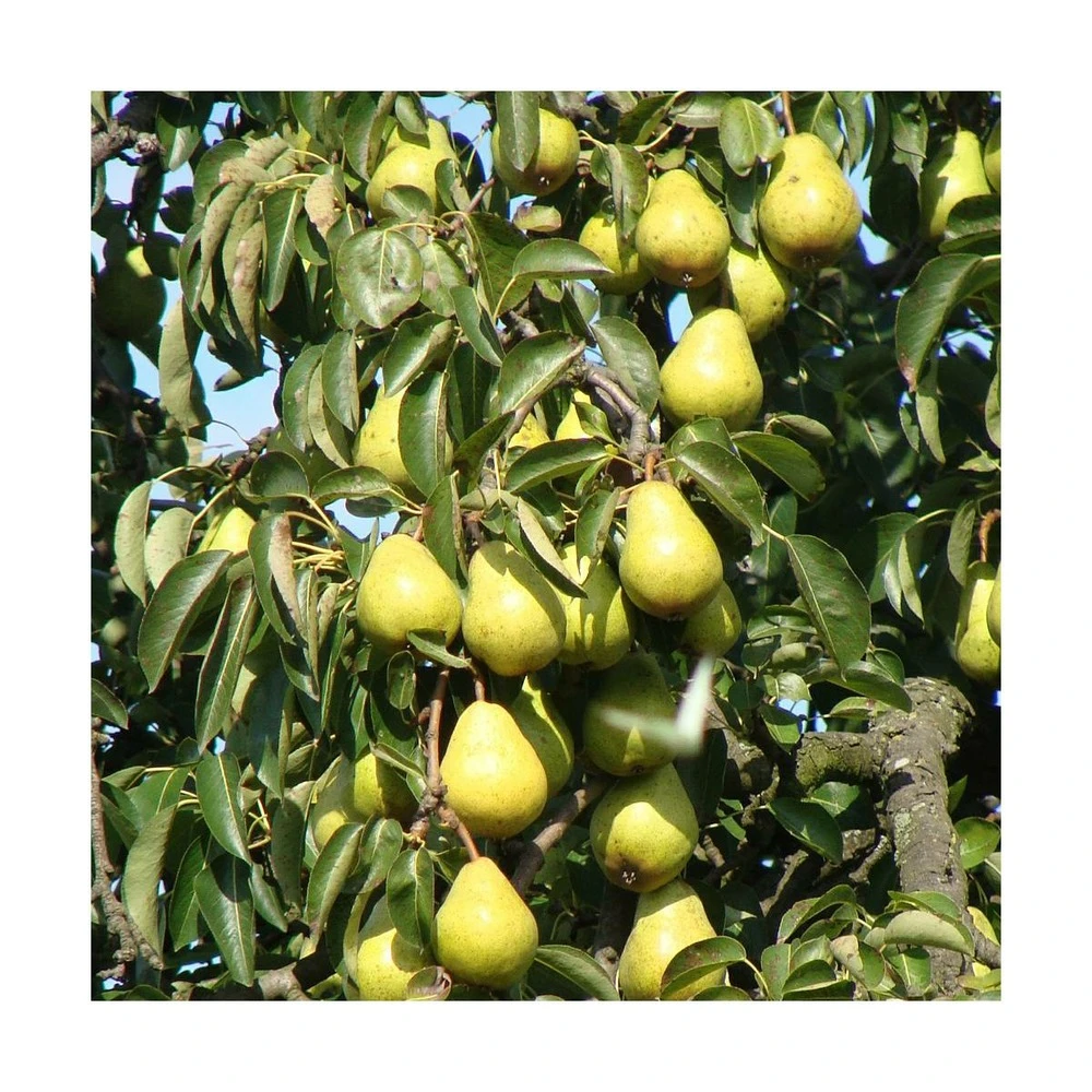 Poirier Communis Beurré Hardy/pot De 10l - Gobelet 2 Ans 4 Poirier Communis Beurré Hardy/pot De 10l - Gobelet 2 Ans – Image 2