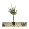 Prunier X Domestica Reine Claude Dorée/pot De 10l - Gobelet 2 Ans 1 Prunier X Domestica Reine Claude Dorée/pot De 10l - Gobelet 2 Ans -Grasses Fleurs Soldes Boutique 63f4d202116822.60862259