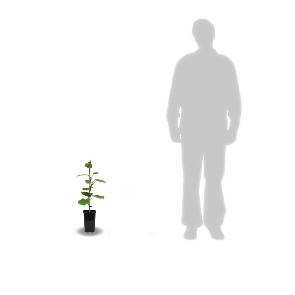 Kiwi Chinensis Jenny (autofertile)/pot De 1,5l - 20/50 Cm 4 Kiwi Chinensis Jenny (autofertile)/pot De 1,5l - 20/50 Cm – Image 2