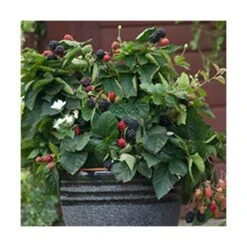 Mûre Fruticosus Purple Opal®/pot De 1,5l - Tuteur Bambou 30/60 Cm