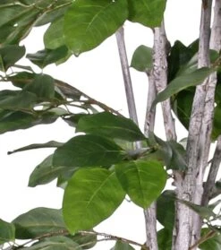 Figuier Des Banyans Artificiel 180 Cm 6 Figuier Des Banyans Artificiel 180 Cm -Grasses Fleurs Soldes Boutique 63f6080d6a3927.48332310