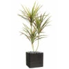Dracaena Artificiel 3 Troncs En Pot H 140 Cm Vert-rose - Choisissez Votre Hauteu