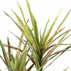Dracaena Artificiel 3 Troncs En Pot H 140 Cm Vert-rose - Choisissez Votre Hauteu -Grasses Fleurs Soldes Boutique 63f60813341f08.51363090
