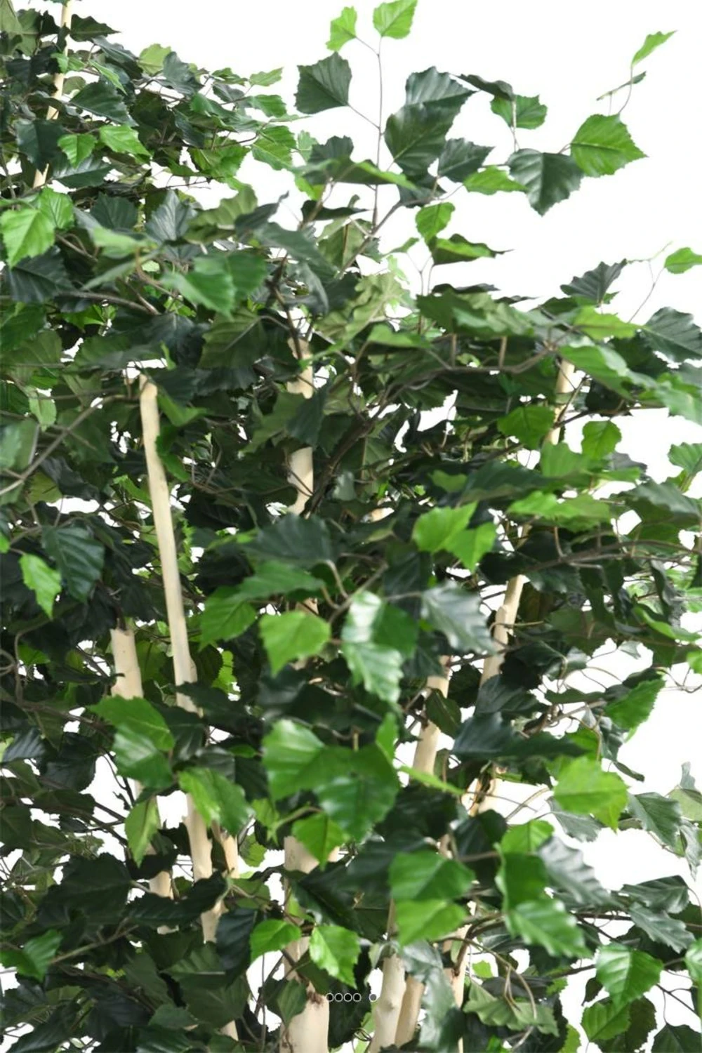 Bouleau Artificiel En Pot, H 210 Cm, D 105 Cm, Feuillage Vert 4 Bouleau Artificiel En Pot, H 210 Cm, D 105 Cm, Feuillage Vert – Image 2