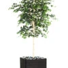 Bouleau Artificiel En Pot, H 210 Cm, D 105 Cm, Feuillage Vert -Grasses Fleurs Soldes Boutique 63f608186d0335.96070708