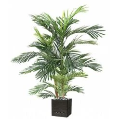 Joli Palmier Areca Artificiel En Pot Multitroncs H 180 Cm Vert - Choisissez Votr -Grasses Fleurs Soldes Boutique 63f6081c1d6381.08342278