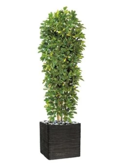 Schefflera Artificiel En Colonne En Pot H 195 Cm Vert-jaune 7 Schefflera Artificiel En Colonne En Pot H 195 Cm Vert-jaune -Grasses Fleurs Soldes Boutique 63f608216a0e34.06117186