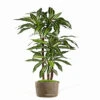 Dracaena Artificiel Fragrans 3 Troncs En Pot H 150 Cm Blanc-vert D 70 Cm - Chois -Grasses Fleurs Soldes Boutique 63f60824906d64.59072897