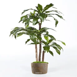 Dracaena Artificiel Fragrans 3 Troncs En Pot H 150 Cm Vert D 70 Cm - Choisissez