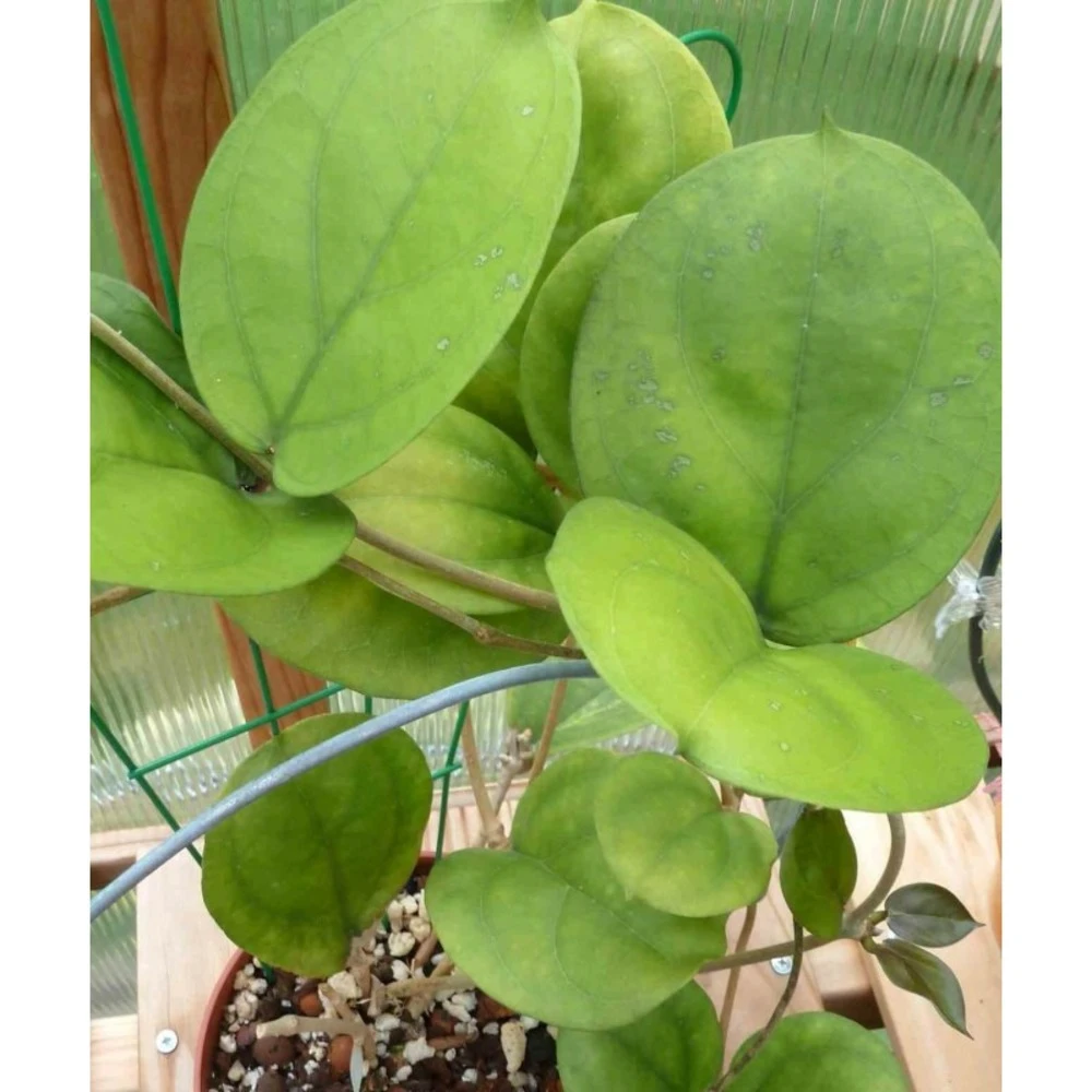 Hoya Lambii (fleur De Porcelaine, Fleur De Cire) Jaune - Taille Pot De 2 Litres - 20/40 Cm 4 Hoya Lambii (fleur De Porcelaine, Fleur De Cire) Jaune - Taille Pot De 2 Litres - 20/40 Cm – Image 2