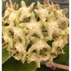 Hoya Lambii (fleur De Porcelaine, Fleur De Cire) Jaune - Taille Pot De 2 Litres - 20/40 Cm
