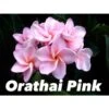 Plumeria Rubra "orathai Pink" (frangipanier) Rose - Taille Pot De 2 Litres ? 20/30 Cm 2 Plumeria Rubra "orathai Pink" (frangipanier) Rose - Taille Pot De 2 Litres ? 20/30 Cm -Grasses Fleurs Soldes Boutique 64038f6715e2b2.46302034