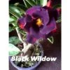Adenium Obesum Cv.black Wildow Noir - Taille Caudex D'environ 2000g 25/30cm Très Gros Caudex -Grasses Fleurs Soldes Boutique 640391b54999a3.33719377