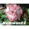 Adenium Obesum Cv Namwan Blanc Et Rose - Taille Caudex D'environ 150g -Grasses Fleurs Soldes Boutique 640391b7a9aac9.88436611