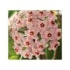 Hoya Carnosa (fleurs Rose) (fleur De Porcelaine, Fleur De Cire) - Taille Pot De 2 Litres - 20/40 Cm 1 Hoya Carnosa (fleurs Rose) (fleur De Porcelaine, Fleur De Cire) - Taille Pot De 2 Litres - 20/40 Cm -Grasses Fleurs Soldes Boutique 640391bb743a36.90954455