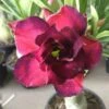 Adenium Obesum Cv.muang Dang Rouge - Taille Caudex D'environ 300g 20/25cm -Grasses Fleurs Soldes Boutique 640391c1951562.56616950