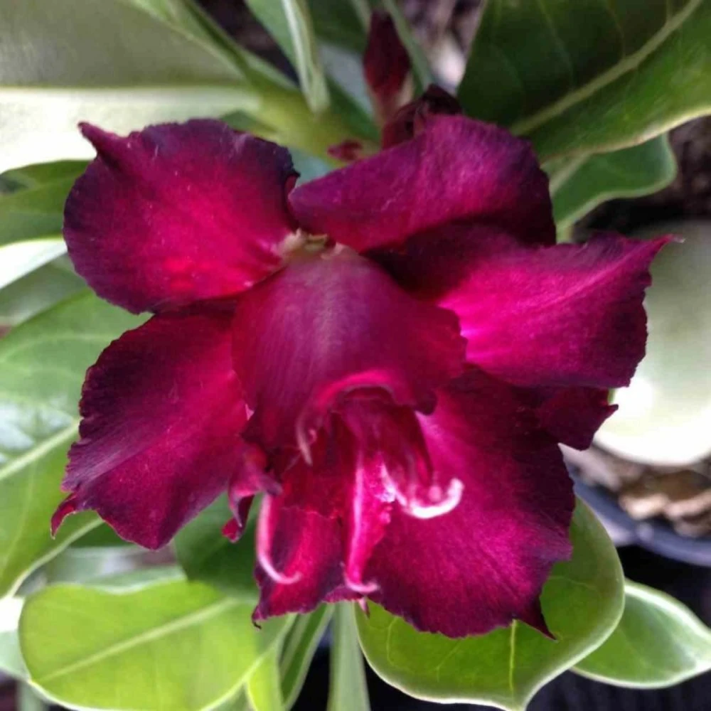 Adenium Obesum Cv.muang Dang Rouge - Taille Caudex D'environ 300g 20/25cm 4 Adenium Obesum Cv.muang Dang Rouge - Taille Caudex D'environ 300g 20/25cm – Image 2